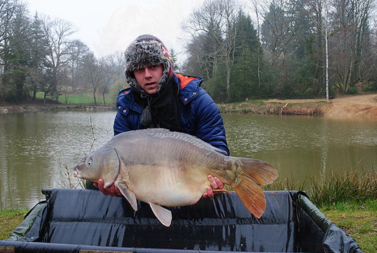 Large mirror carp caught at The Cabin Lake, Lodge Lakes