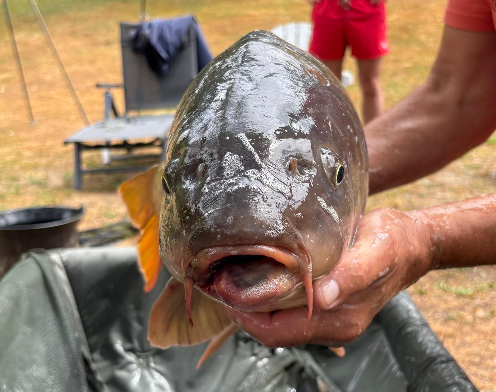 Carp caught at Lodge Lakes French carp fishing holiday — Gaston’s