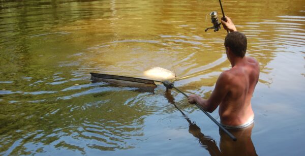 Landing a specimen carp